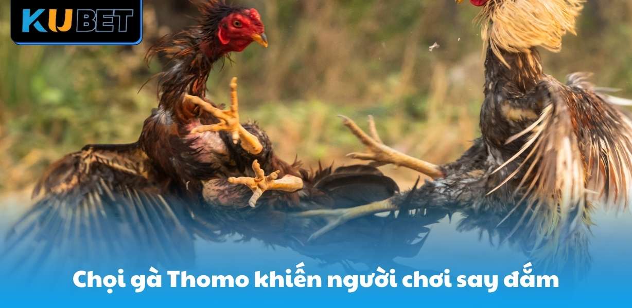 Chọi gà Thomo khiến cộng đồng người chơi say đắm