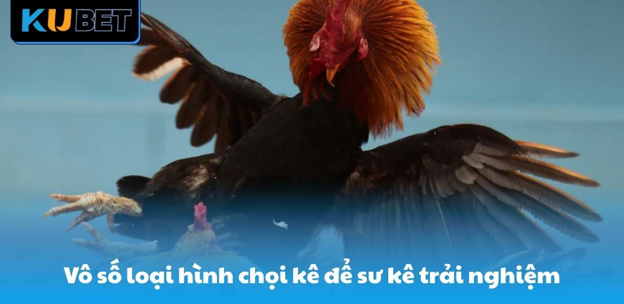 Vô số loại hình chọi kê để sư kê trải nghiệm