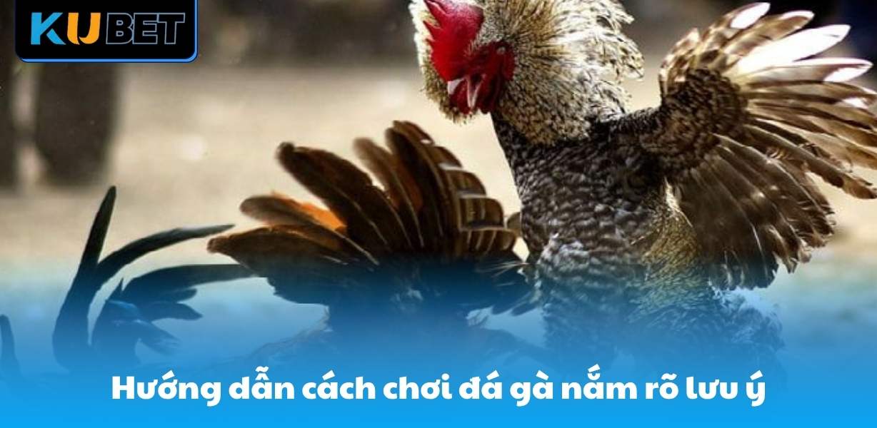 Hướng dẫn cách chơi đá gà nắm rõ lưu ý
